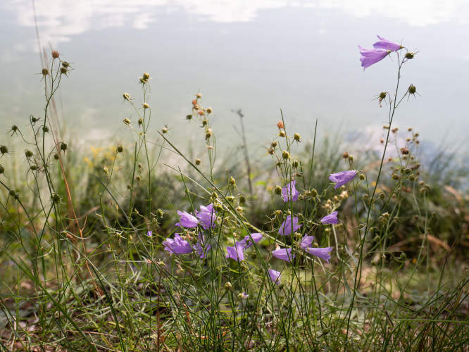 bell-flowers