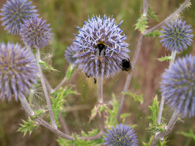 bumblebee-on-thistle