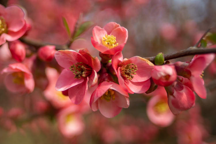 chaenomeles-superba