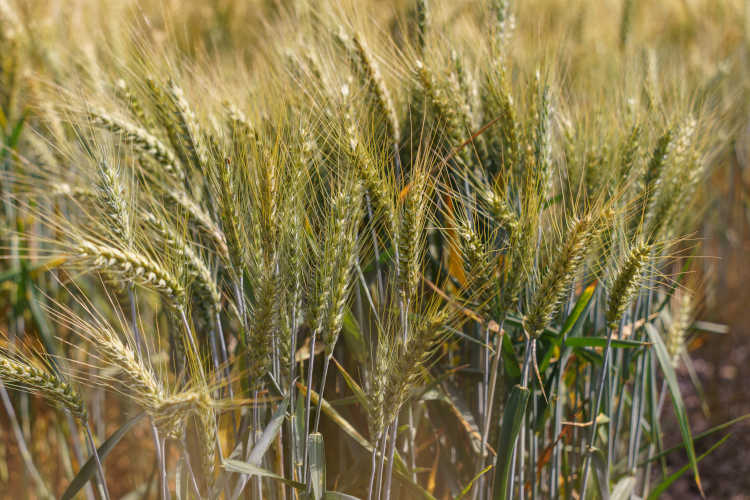 green-barley