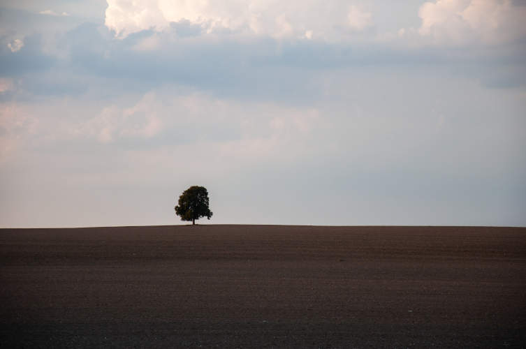lone-tree